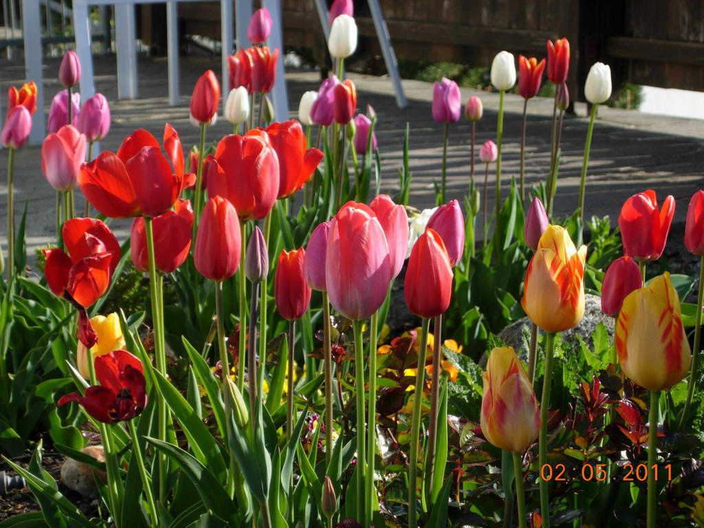 Fruehstueckspension Alpenrose Bed & Breakfast Iselsberg Exterior foto